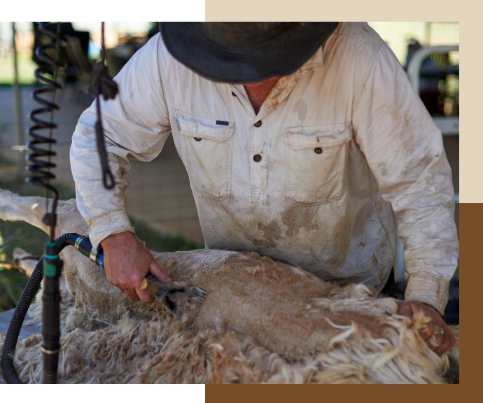 Alpaca Shearing Service